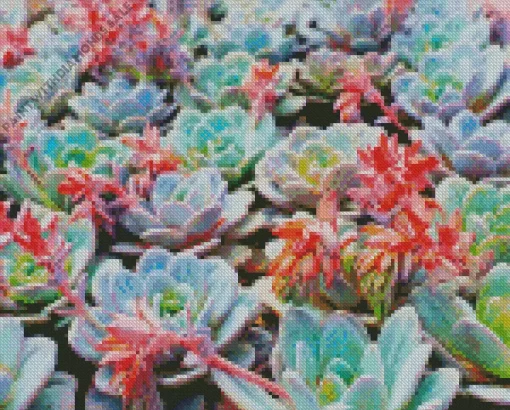 Cool Succulent Plants Diamond Painting