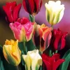 Cool Viridiflora Tulips Diamond Painting