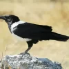 Cool White Necked Raven Diamond Painting