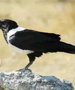 Cool White Necked Raven Diamond Painting