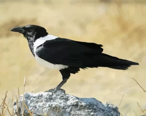 Cool White Necked Raven Diamond Painting