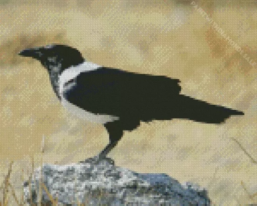 Cool White Necked Raven Diamond Painting