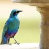 Cool Lesser Blue Eared Starling Diamond Painting