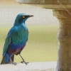 Cool Lesser Blue Eared Starling Diamond Painting