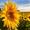 Cool Sunflower Field Diamond Painting