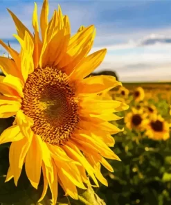 Cool Sunflower Field Diamond Painting