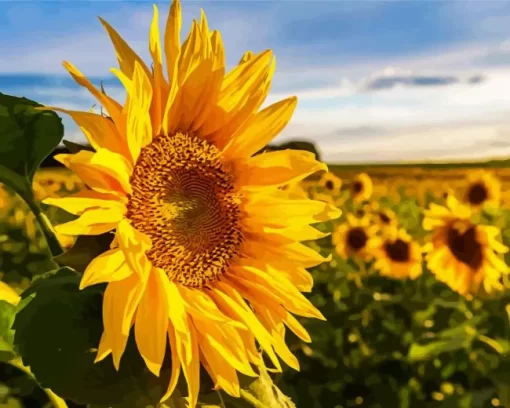 Cool Sunflower Field Diamond Painting