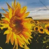 Cool Sunflower Field Diamond Painting