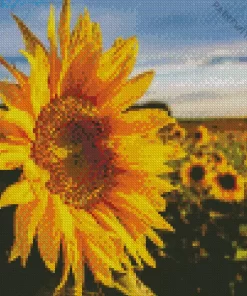 Cool Sunflower Field Diamond Painting