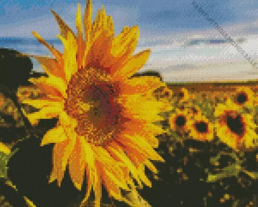 Cool Sunflower Field Diamond Painting