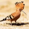 Cute African Hoopoe Diamond Painting