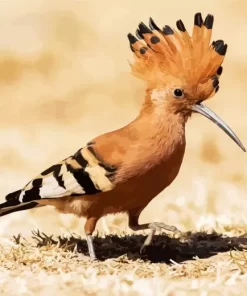 Cute African Hoopoe Diamond Painting