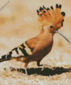 Cute African Hoopoe Diamond Painting