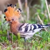 Cute Eurasian Hoopoe Diamond Painting