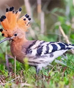 Cute Eurasian Hoopoe Diamond Painting