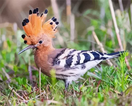 Cute Eurasian Hoopoe Diamond Painting