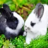 Cute Rabbits Diamond Painting