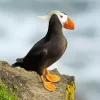 Cute Tufted Puffin Diamond Painting