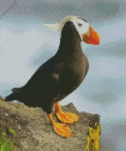 Cute Tufted Puffin Diamond Painting