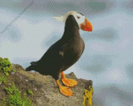 Cute Tufted Puffin Diamond Painting