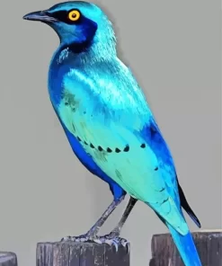 Cute Blue Starling Diamond Painting