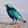 Cute Lesser Blue Eared Starling Diamond Painting