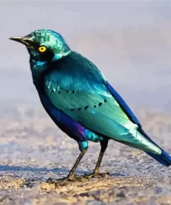 Cute Lesser Blue Eared Starling Diamond Painting