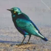 Cute Lesser Blue Eared Starling Diamond Painting