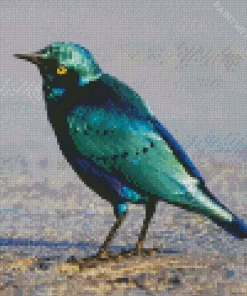 Cute Lesser Blue Eared Starling Diamond Painting