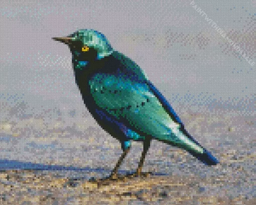 Cute Lesser Blue Eared Starling Diamond Painting