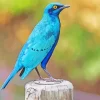 Cute Lesser Starling Blue Bird Diamond Painting