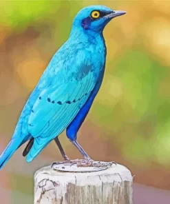 Cute Lesser Starling Blue Bird Diamond Painting