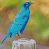 Cute Lesser Starling Blue Bird Diamond Painting