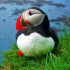 Cute Puffin Diamond Painting