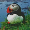 Cute Puffin Diamond Painting