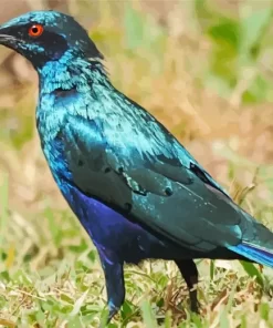 Cute Starling Blue Bird Diamond Painting