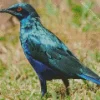 Cute Starling Blue Bird Diamond Painting