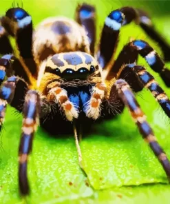 Cute Tarantula Spider Diamond Painting