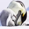 Cute Emperor Penguins Diamond Painting