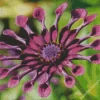 Daisy African Spider Flower Diamond Painting