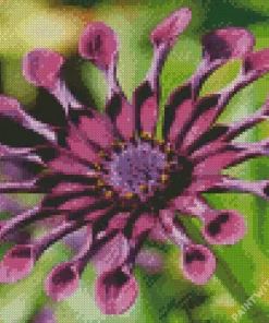 Daisy African Spider Flower Diamond Painting