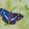 Devon Butterfly Diamond Painting