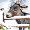 Donkey And Robins Christmas Diamond Painting