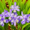 Dwarf Crested Iris Diamond Painting