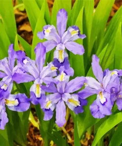 Dwarf Crested Iris Diamond Painting