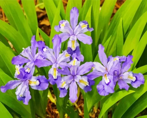 Dwarf Crested Iris Diamond Painting