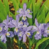 Dwarf Crested Iris Diamond Painting