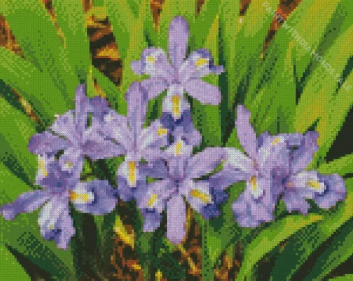 Dwarf Crested Iris Diamond Painting