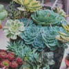 Echeveria Imbricata Succulent Diamond Painting