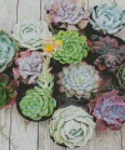 Echeveria Succulent Diamond Painting